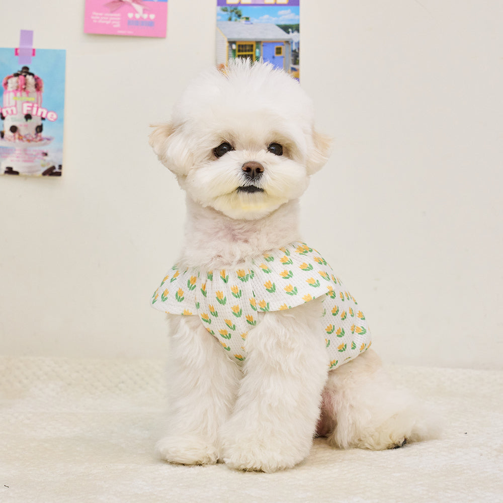 TULIP CROP T-SHIRT (YELLOW)