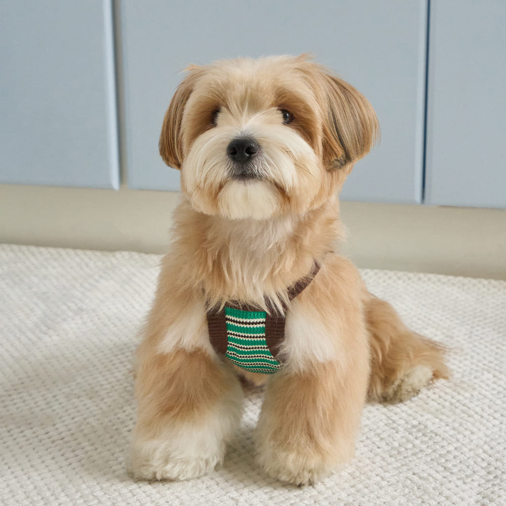 ロリポップ クロップトップ (グリーン)