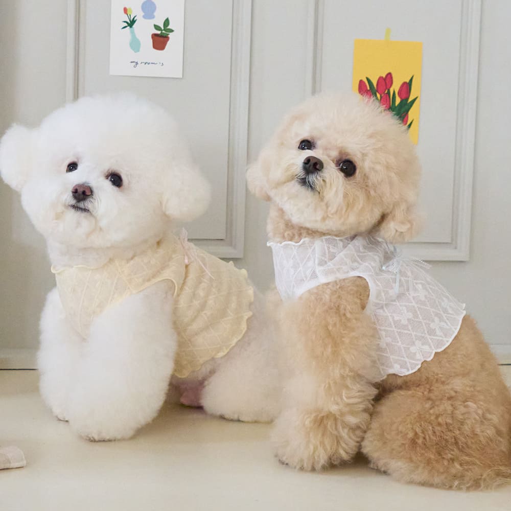 リボネード クロップTシャツ (イエロー)