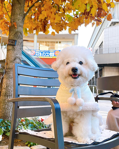 毎年ケープ型買っちゃいﾏｽ | #1861913