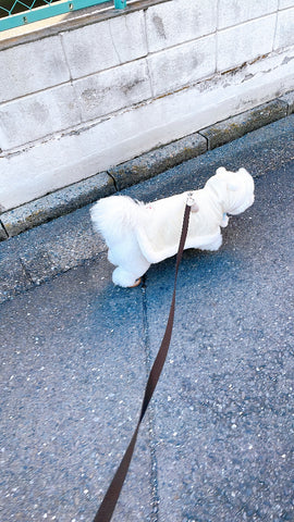 毎年ケープ型買っちゃいﾏｽ | #1861913